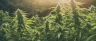 Tall sun-grown cannabis plants growing outdoors in sunlight
