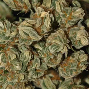 Kush