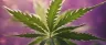dope cannabis slang word origin and meaning