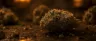 Alchemy strain cannabis buds close-up