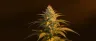 Afghani CBD weed flower close-up