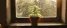 Aceh weed strain tropical sativa flower
