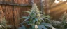 Alpha Blue cannabis strain close-up buds