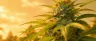 Agent Tangie cannabis strain close-up flower bud
