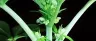 Close-up of cannabis stamen anther and filament