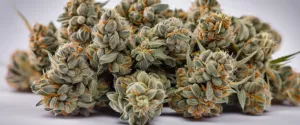 Weed