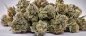 Close-up of dried weed cannabis flower buds