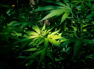Indoor