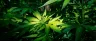indoor cannabis plants growing under LED lights