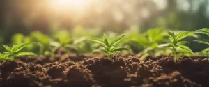Permaculture