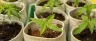 cannabis clone cutting with emerging white roots