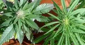 Sativa