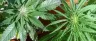 Sativa cannabis plant with narrow leaves