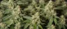 cannabis cultivar plant with distinct leaf structure