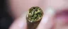 hand-rolled cannabis joint with filter tip