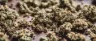 Close-up of loose cannabis shake fragments