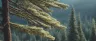 Carene terpene structure and pine resin cannabis source