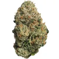 Sunset Runtz indica weed buds with purple orange hues premium cannabis flower Herban Legends