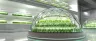Cannabis roots in a hydroponics nutrient water system