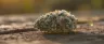 Alpha OG cannabis buds dense and resin-coated