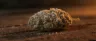 Abusive OG dense frosty indica cannabis buds