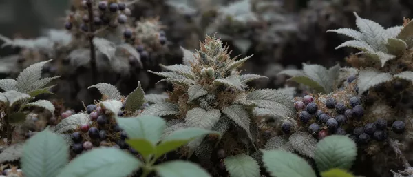 Weed