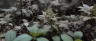 Huckleberry weed buds with purple hues close-up