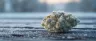 Jack Frost cannabis strain dense frosty buds close-up