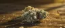 Super Silver Haze cannabis buds covered in trichomes
