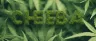 Cheeba cannabis slang term in vintage style lettering