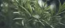 Terpinene terpene in fresh cannabis flower