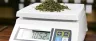 Eighth of cannabis flower measured on digital scale showing 3.5 grams