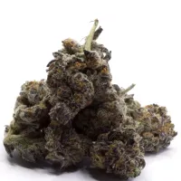 Purple Kerosene indica weed from Tegridy Farms showing dense purple buds with orange pistils