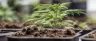 cannabis cultivation grow room with mature plants
