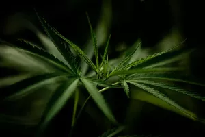 Leaf