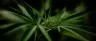 Close-up of serrated cannabis fan leaf showing palmate structure