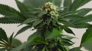 Indica