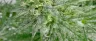 Close-up of microbials contamination on cannabis flower