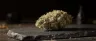 91 Krypt weed strain dense frosty buds