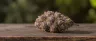 Amethyst Bud weed strain close-up flower