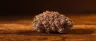 Blueberry OG weed dense purple-green buds close-up