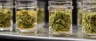 Zaza top-shelf premium cannabis flower close-up