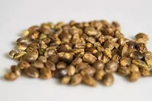 Seed