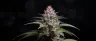 Aurora Indica weed dense resinous buds