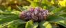 Blue Hawaiian weed buds with purple and blue hues