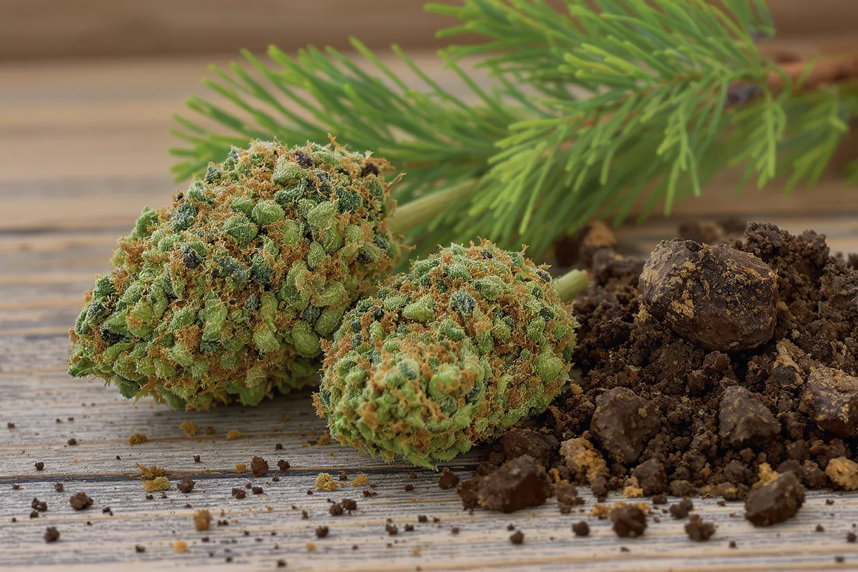 Two cannabis buds, dark concentrate, and pine needles on a wooden surface.