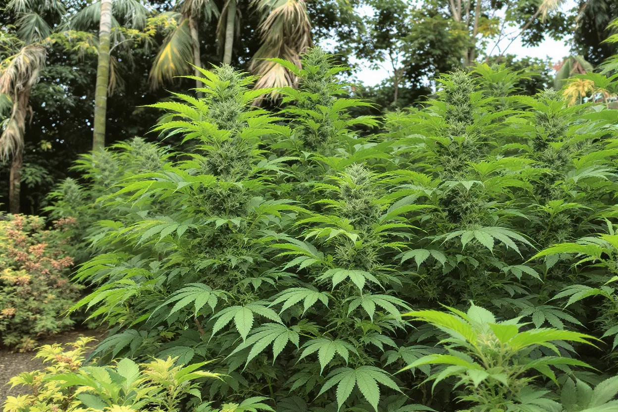 Vibrant green cannabis plants with developing buds growing outdoors amidst other foliage.