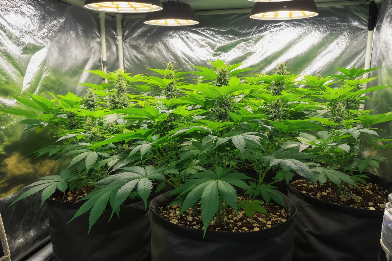Plantes de cannabis dans une tente de culture Plantes de cannabis luxuriantes avec boutons en développement sous des lampes de croissance dans une tente réfléchissante.