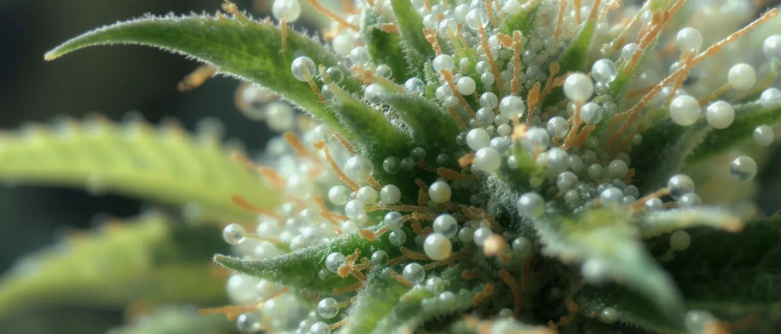 Close-up of a cannabis plant bud covered in glistening trichomes and orange pistils.